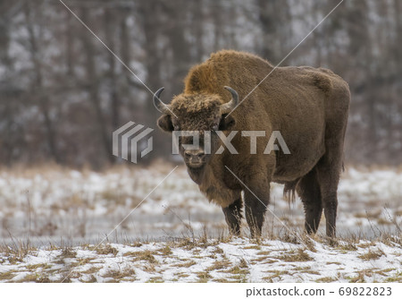 European bison (bison bonaus) 69822823