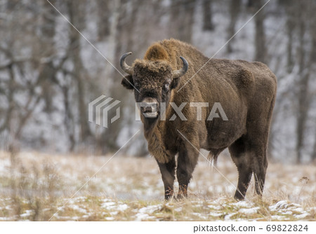European bison (Bison bonaus) 69822824