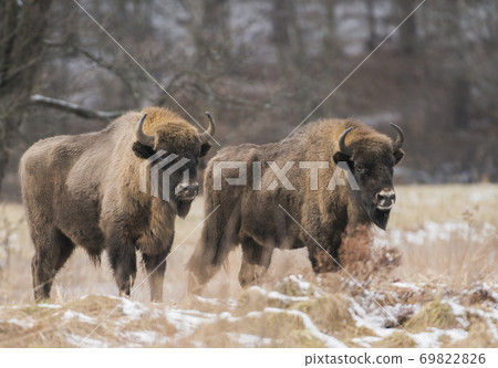 European bison (Bison bonaus) European bison (Bison bonaus) 69822826
