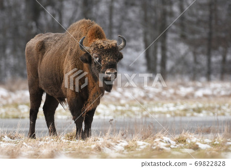 European bison (Bison bonaus) European bison (Bison bonaus) 69822828