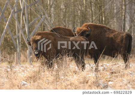 European bison (bison bonaus) 69822829