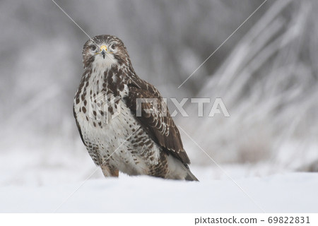 Common buzzard Common buzzard 69822831