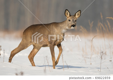 Roe deer Roe deer 69822859