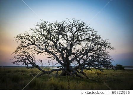 Pampas sunset landscape, La Pampa, Argentina 69822956