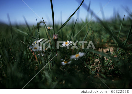 White small daisy flowers in summer field meadows. 69822958