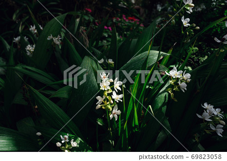 Beautiful exotic flower orchid in a greenhouse in Thailand Beautiful exotic flower orchid in a greenhouse in Thailand 69823058