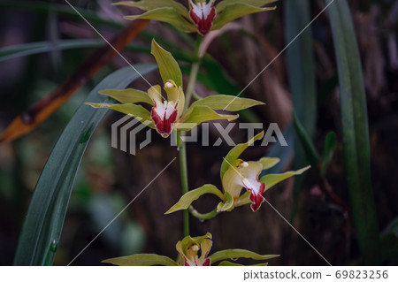 Beautiful exotic flower orchid in a greenhouse in Thailand Beautiful exotic flower orchid in a greenhouse in Thailand 69823256