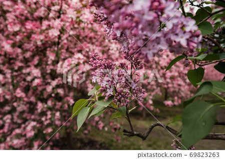 Pink flowers of Apple trees in the spring in Kolomenskoye Park in Moscow Pink flowers of Apple trees in the spring in Kolomenskoye Park in Moscow 69823263