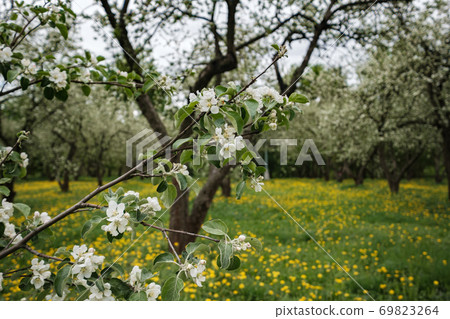 flowering apple trees among a field of dandelions. flowering apple trees among a field of dandelions. 69823264