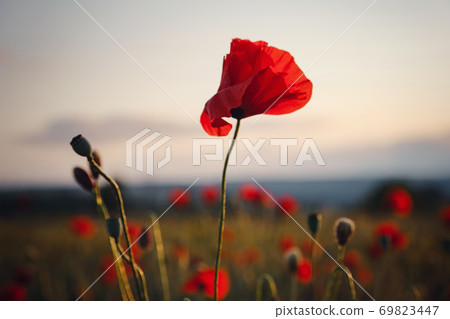beautiful wild poppies at sunset in the field, close up 69823447