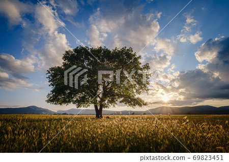 lonely old oak in a field at spring sunset 69823451