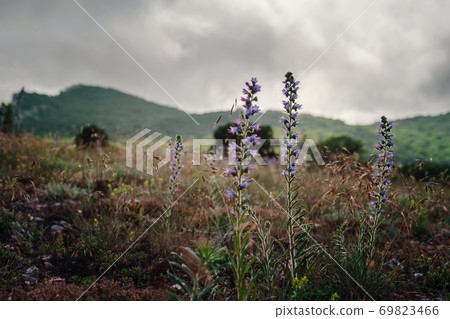 wild purple flowers on the mountain slopes. wild purple flowers on the mountain slopes. 69823466
