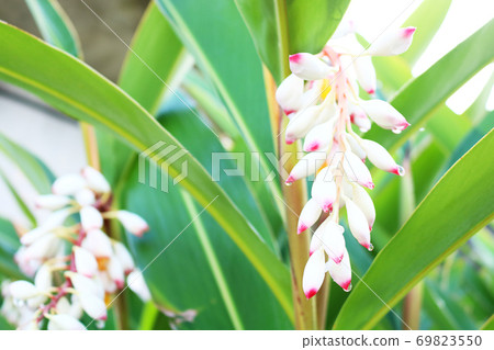 月亮桃花 月亮桃花 69823550