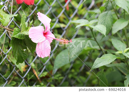 芙蓉花 芙蓉花 69824016