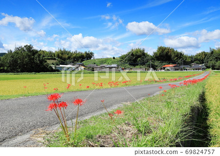Cluster amaryllis and rural landscape blue sky and white clouds Cluster amaryllis and rural landscape blue sky and white clouds 69824757