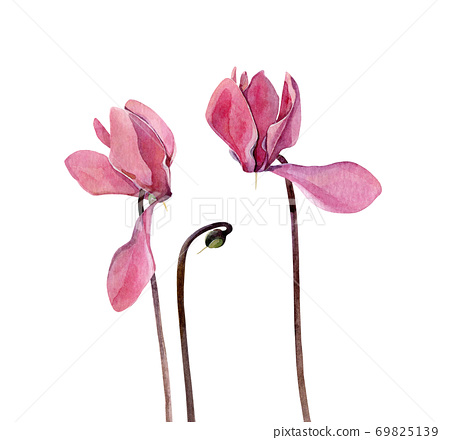 Two watercolor pink cyclamen on white background - Stock Illustration ...