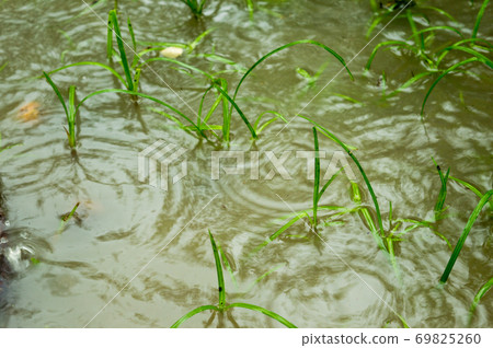 Monsoon Rain falling on the sprouting green grass leaves on a Water logging agriculture area. Close up. Heavy Rain falling on ground photographs. Rain fall sound effect. Beautiful rainy season, nature Monsoon Rain falling on the sprouting green grass leaves on a Water logging agriculture area. Close up. Heavy Rain falling on ground photographs. Rain fall sound effect. Beautiful rainy season, nature 69825260