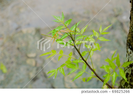 Falling Monsoon Rain on Green Neem Tree Plant leaf. Raindrop on leaves picture. Beautiful rainy season, water drop on green leaf nature background. Close up. 69825266