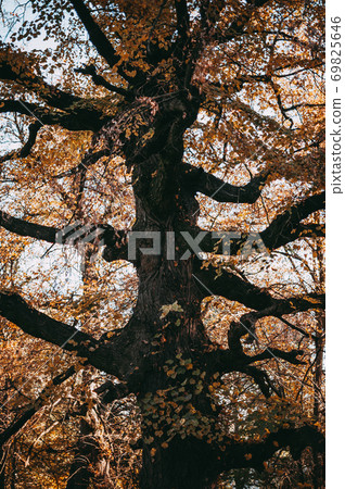 Old oak tree with fallen leaves in the autumn in the forest. The concept of the onset of cold weather 69825646