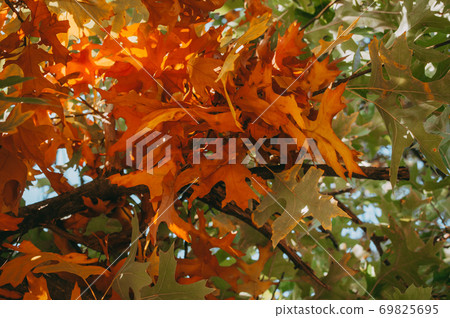 beautiful autumn leaves of yellow oak closeup. Autumn landscape background. Autumn abstract background with gold oak. Autumn nature forest background for design. beautiful autumn leaves of yellow oak closeup. Autumn landscape background. Autumn abstract background with gold oak. Autumn nature forest background for design. 69825695