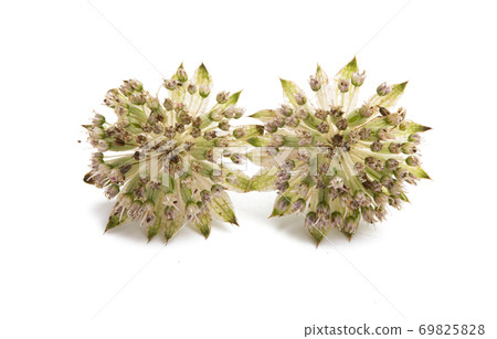 Astrantia flower isolated 69825828