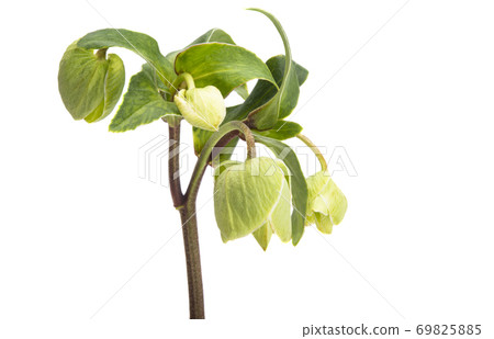 hellebore green hellebore green 69825885