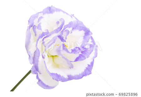 beautiful eustoma isolated beautiful eustoma isolated 69825896