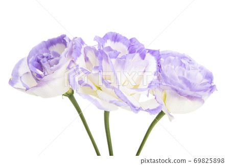 beautiful eustoma isolated 69825898