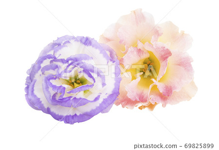 beautiful eustoma isolated 69825899