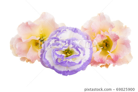 beautiful eustoma isolated 69825900