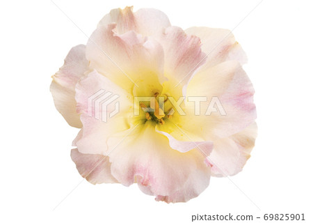 beautiful eustoma isolated 69825901