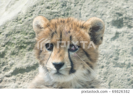 Chita child 69826382