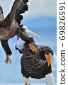 Steller's sea eagle kicked by white-tailed eagle [Shiretoko, Hokkaido] 69826591