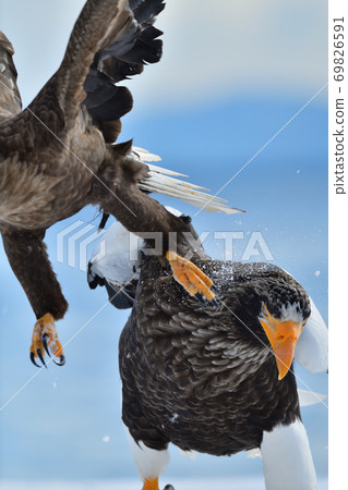 Steller's sea eagle kicked by white-tailed eagle [Shiretoko, Hokkaido] 69826591