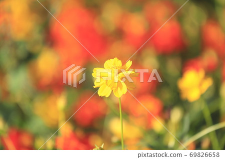 Yellow flower cosmos 69826658