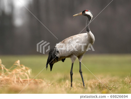 Common crane (Grus grus) Common crane (Grus grus) 69826694
