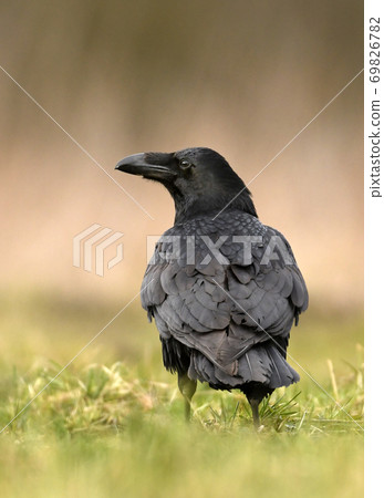 Common raven (Corvus corax) Common raven (Corvus corax) 69826782