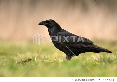 Common raven (Corvus corax) Common raven (Corvus corax) 69826783