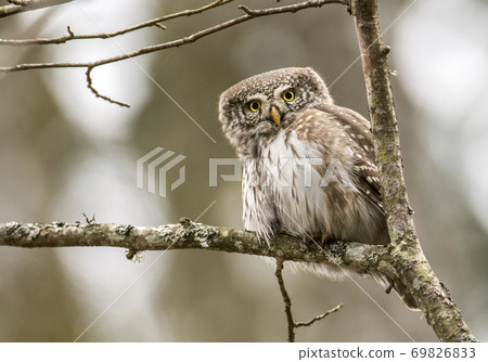Eurasian pygmy owl (Glaucidium passerinum) 69826833