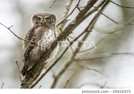 Eurasian pygmy owl (Glaucidium passerinum) 69826835