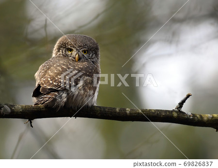 Eurasian pygmy owl (Glaucidium passerinum) 69826837