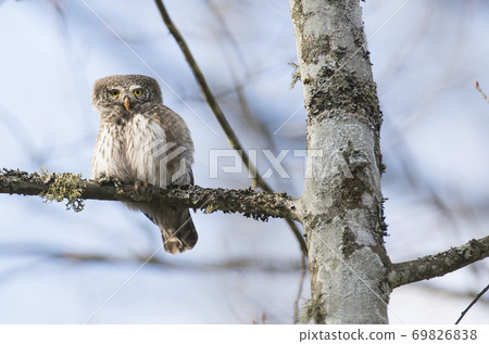 Eurasian pygmy owl (Glaucidium passerinum) Eurasian pygmy owl (Glaucidium passerinum) 69826838