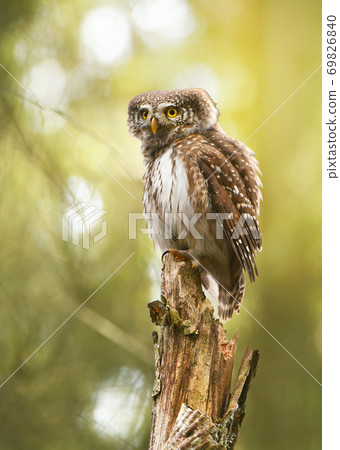 Eurasian pygmy owl (Glaucidium passerinum) 69826840