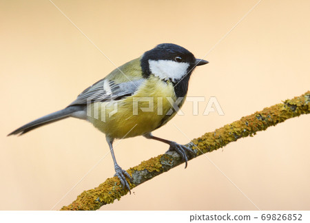 Great tit in autumn scenery (Parus major) 69826852