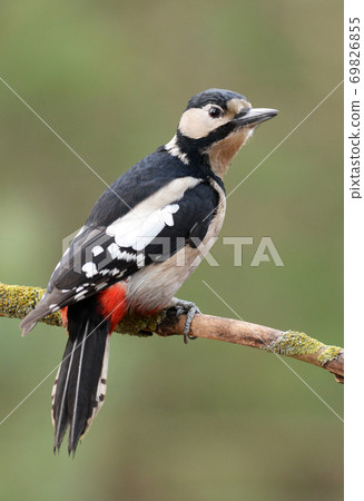 Great Spotted Woodpecker (Dendrocopos major) Great Spotted Woodpecker (Dendrocopos major) 69826855