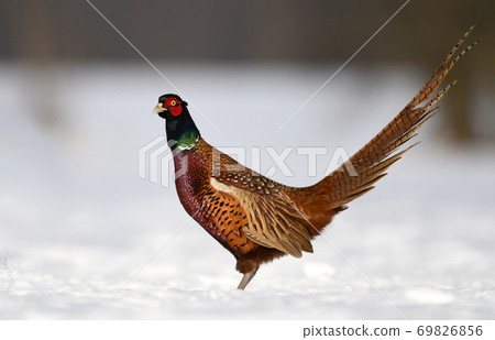Ringneck Pheasant (Phasianus colchicus) Ringneck Pheasant (Phasianus colchicus) 69826856