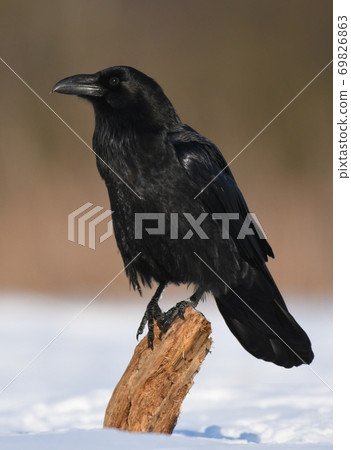 Common Raven (Corvus corax) Common Raven (Corvus corax) 69826863