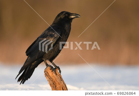 Common Raven (Corvus corax) Common Raven (Corvus corax) 69826864