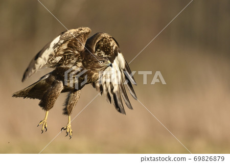 Common buzzard (Buteo buteo) Common buzzard (Buteo buteo) 69826879