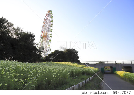 Hitachi Seaside Park, Yellow Cosmos and Ferris Wheel 69827027